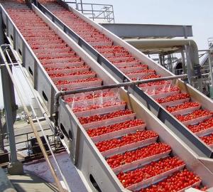 Wholesale Food Grade 304SUS Tomato Production Line Customized 100T/D from china suppliers