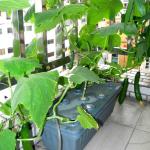 Polyurethane Hydroponic Germination Sponge For Smart Garden / Farms