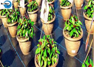 Wholesale 100% Anti-UV Green Line PP Weed Control Mat Ground Cover Barrier Landscape Fabric from china suppliers