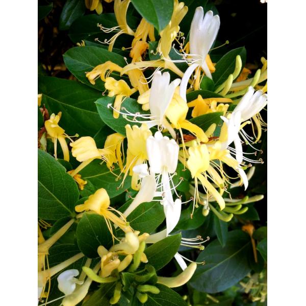 Dried Honeysuckle Flowers Clear Heat Premium Honeysuckle Dried Flower