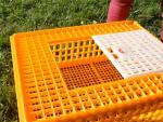 Poultry Broiler Quail Pigeon Plastic Chicken Transport Cages