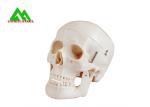 Plastic Medical Teaching Models Anatomical Human Skull For Studying Anatomy