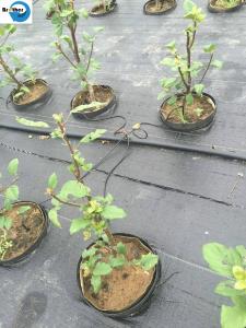 Wholesale High Quality PP Woven Ground Cover /Weedmat /Weed Control Fabric /Silt Fence Fabric with UV from china suppliers