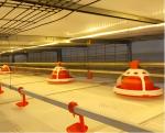 Modern Automatic Broiler Chicken Farming Equipment H Type Poultry Broiler Cage