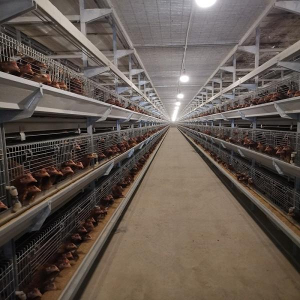 Poultry Farming Battery Chicken Cages System H Type Automatic Laying Hens Egg