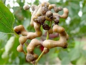 China relieve alcoholism and activate the spleen Japanese Raisin Tree Seed Extract powder 10:1 on sale