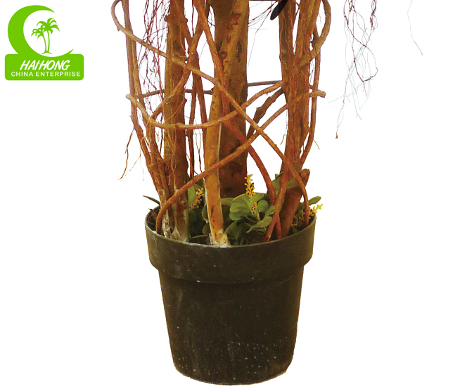 BOXWOOD MULTI TRUNKS