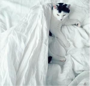 Wholesale Supply Goose down and duck down King, Queen size Down Quilts, Duvets from china suppliers