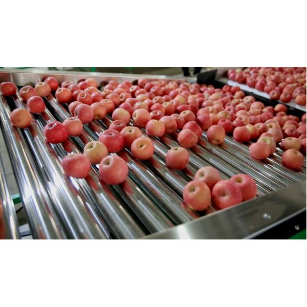 Automatic Electronic Fruit Washing And Waxing Machine 5MT/H