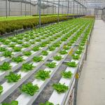 Water Saving Flat NFT Hydroponic System Eco Friendly Design For Leafy Greens