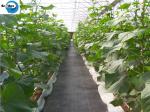 Wholesale OEM Black PP Woven Weed Barrier Ground Cover Fabric for Blueberry