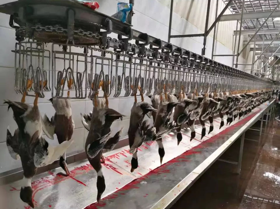 Customizable Poultry Slaughtering Line 200KG Stainless Steel Poultry Processing Line