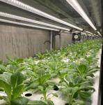 Shipping Container Greenhouse for Growing Leafy Greens in 40HQ Reefer Container