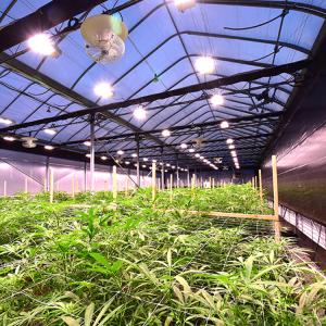Wholesale Humidity 50-70% Light Dep System Hoop House Herb Growing Side Ventiltaion from china suppliers