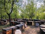 Jujube Sidr Pure Raw Honey Organic Natural Bee Honey Dark Amber Color