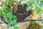 ECO Friendly Auto Soilless Hydroponic System For Leafy Vegetables