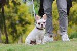 6.5ft 2m Anti Pull Dog Leash Harness Combo For Small Dogs