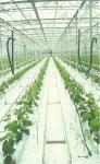 100kg/m3 Hydroponic stonewool Cubes Growing Medium For Fruits Planting