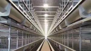 Wholesale Commercial Layer Farming Equipment Conventional Cages For Laying Hens from china suppliers