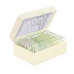 Biological Fixed 15pcs Fungi Microscope Slides For Medical Research