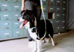 HiDREAM 65ft 20m Anti Pull Dog Leash Safety Strap Holders With Handle