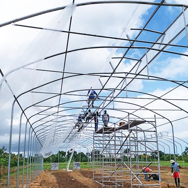 High Roof Single Span Greenhouse With Good Natural Ventilation Insect Proof