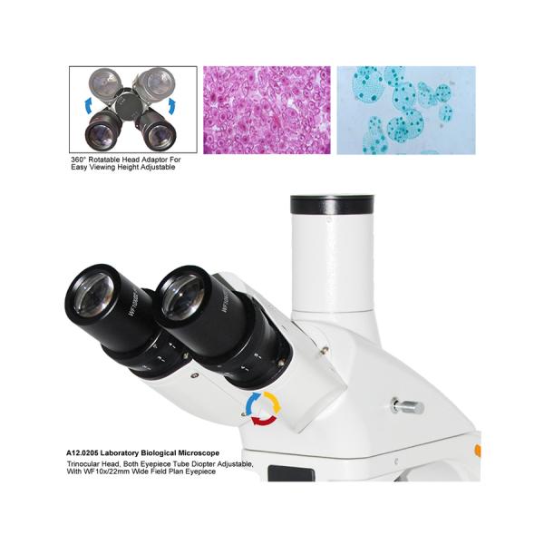 12V 20W Halogen Lamp Biological Microscope Binocular A12.0205 WF 10X Eyepiece