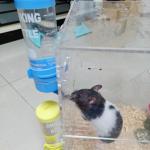 Plastic Water Bottle for Small Animals LCD Display 125ml like Hamsters and