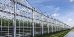 Origin Double Arch Beam Greenhouse for Capsicum Shipping Cost and Production