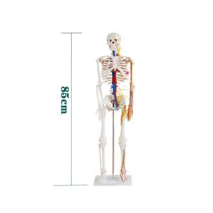 Wholesale 85cm Anatomy Human Skeleton Model Attach Heart Vascular Nerve Skeleton Model from china suppliers