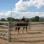Q215 Q235 Galvanized Livestock Fencing 1.6m 1.8m Paddock Fence Panels