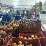 380V 410V Mango Pulp Production Line 500-50000KG/H
