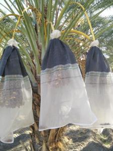 Wholesale White Jujube Date Collecting Net Bags For Morroco Anti UV HDPE Mesh Bags from china suppliers