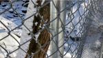 chain link wire mesh fence 50mm x 50mm hot dipped galvanized chain wire tension