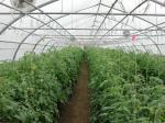 Agriculture Plants Growing Steel Frame Single Span PE Film Greenhouse For