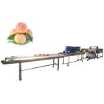 Hot selling Vegetable Roller Washing Machine/vegetable Washing Machine by