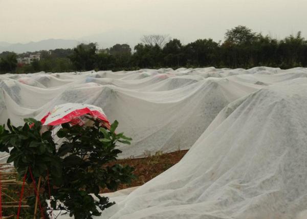 Agricultural Nonwoven Fabric PP / SMS Nonwoven Factory, Customized Width, GSM,