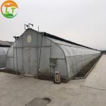 Small Blackout Mushroom Growing Greenhouse Designable Length for Agricultural
