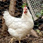 Sustainable High Tensile Field Fence for Goat/Sheep/Deer 2.0mm-4.0mm Galvanized