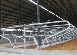 Wholesale Hot - Galvanized Single Row Type Steel Pipe Clamp Cow Free Stall For Young Cow from china suppliers