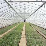 High Tunnel UV Resistant 100 150 200mic PE Plastic Sheeting Single-span