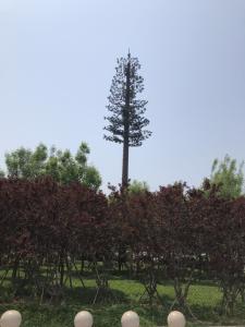 Wholesale Artificial Tree Telecommunication Monopole Camouflage Cell Tower from china suppliers