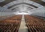 Polytunnel Single Tunnel Greenhouse Mushroom Customized Length