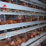 Angle Bar Frame Poultry Battery Cage System H Type Layer Chicken Cage Africa
