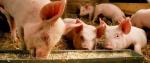 Powder Or Fine Granule Feed Sweetener for Animal Feed Additive