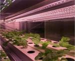 2000.000kg Water Sprayer Controlled Environment Room for Seeding/Vegetables