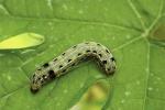 Long Lasting Effect Pesticide SeNPV Bt Farmland Planting Vegetable Field Pest