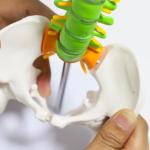 Flexible Anatomical Skeleton Model Femur And Pelvic Bone Heads Vertebrae