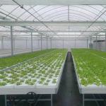Horticultural Custom Size Greenhouse Grow Table Hydroponic Ebb Flood Rolling