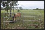 horse corral panels